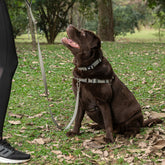 Peitoral para Cachorro Anti Puxão Aquarela Pistache